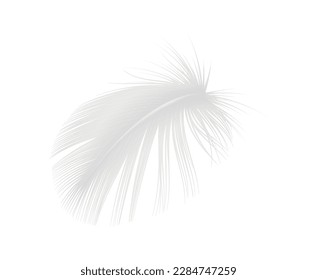 Realistic clean fluffy bird feather vector illustration