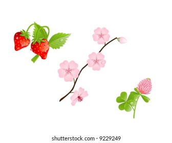 Realistic clipart of strawberry, clover and blooming cherry branch