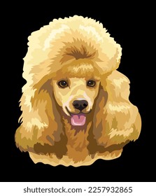 Realistic close up head of Poodle dog. Vector colorful isolated illustration isolated on black background. For decoration, design, print, posters, postcards, stickers, tattoo, t-shirt