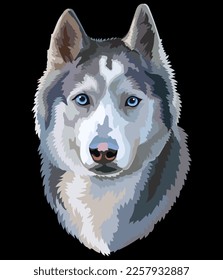 Realistic close up head of Syberian Husky dog. Vector colorful isolated illustration isolated on black background. For decoration, design, print, posters, postcards, stickers, tattoo, t-shirt