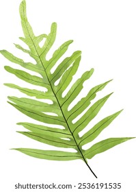 Realistic closeup fern illustration isolated