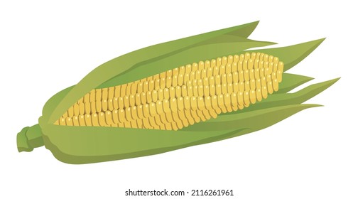 Realistic cobs of corn on a white background - Vector illustration