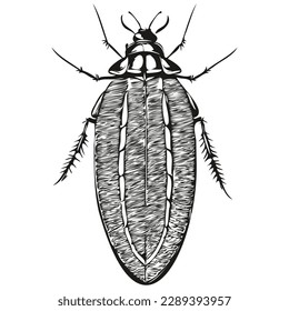 Realistic cockroach vector, hand drawn animal illustration cockroaches
