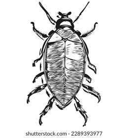 Vector de cucarachas realistas, cucarachas de ilustración animal dibujadas a mano
