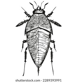 Realistic cockroach vector, hand drawn animal illustration cockroaches
