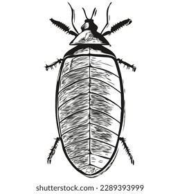 Realistic cockroach vector, hand drawn animal illustration cockroaches
