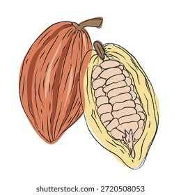 Realistic cocoa beans illustrations, Clean vector set ideal for packaging, label and and product design, Vector illustration of cocoa beans slices set, on a clean background, Illustration of cocoa beans, EPS format