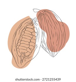 Ilustraciones realistas de granos de cacao, conjunto de Vector limpio ideal para el embalaje, diseño de etiquetas y productos, Ilustración vectorial de rodajas de granos de cacao, sobre un fondo limpio, Ilustración de granos de cacao, formato EPS, dibujo de contorno colección de dragón