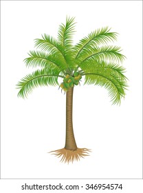 realistic coconut tree vector illustration isolated on white