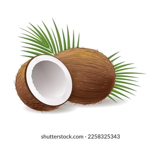 Realistic coconuts. Coconut whole and half view isolated on white vector illustration, fresh tasty cocos nuts with leaf, natural tropical coco nutrition image