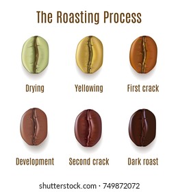Realistic coffee beans isolated on white background. Stages of roasting process, vector illustration