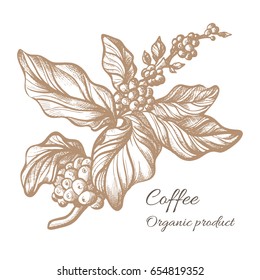 Realistic coffee branch with leaves and natural coffee beans. Botanical contour drawing. Vector illustration isolated on white background eps.10
