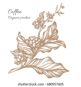 Realistic coffee branch with leaves and natural coffee beans. Botanical contour drawing. Vector illustration isolated on white background eps.10