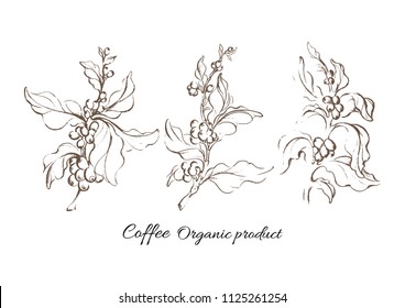 Realistic coffee set with leaf and natural bean. Art botanical hand drawing sketch. Vector group of retro illustration for design label, poster, card, symbol. Organic food, aroma drink, botany product