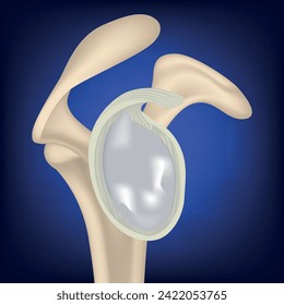 Collarbone realista sobre un fondo azul. Anatomía de la cavidad glenoide de la junta de la llave. Representación realista. Afiche médico. Ilustración del vector