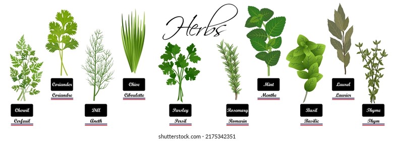 Realistic collection of aromatic herbs - Culinary or medicinal plants: chervil, coriander, dill, chives, parsley, rosemary, mint, basil, bay leaf, thyme - French, English text. svg
