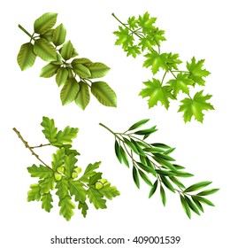 Realistic collection of green branches of deciduous trees with oak maple olive leaves isolated vector illustration 