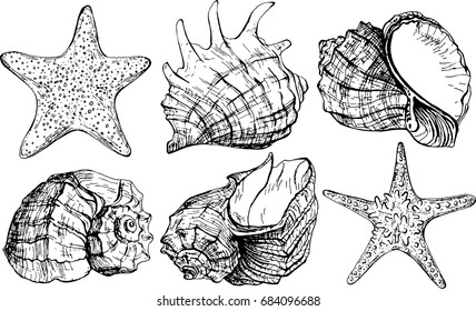 Realistic collection of seashells and starfish. Vector illustrations on white background. Marine set. Perfect for invitations, greeting cards, postcard, posters, prints, banners.
