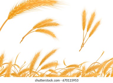 Realistic collection of wheat, barley, oat, corn, rice. 3d icon set, isolated on white background. Vector illustration for bread design, farm food, seed...