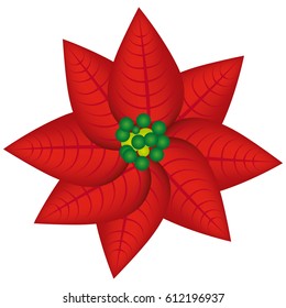 realistic color poinsettia christmas flowers vector illustration
