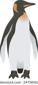 Realistic color vector illustration of black and white emperor penguin. Large wild flightless bird isolated. Wildlife of Antarctica.