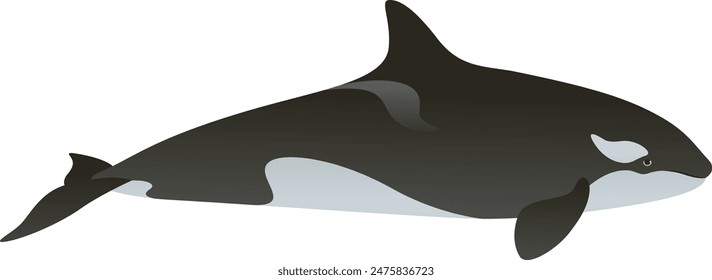 Realistic color vector illustration of black and white orca or killer whale. Wild animal graphic. Marine mammal isolated on white background. Wild ocean life of the world.