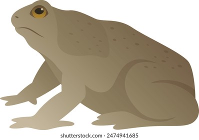 Realistic color vector illustration of cane toad. Large wild marine frog isolated on white background. World wildlife.