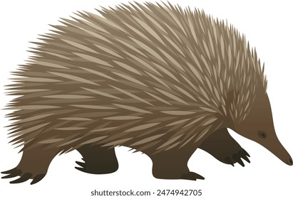 Realistic color vector illustration of echidna. Wild animal graphic. Mammal isolated on white background. Wildlife of Australia.