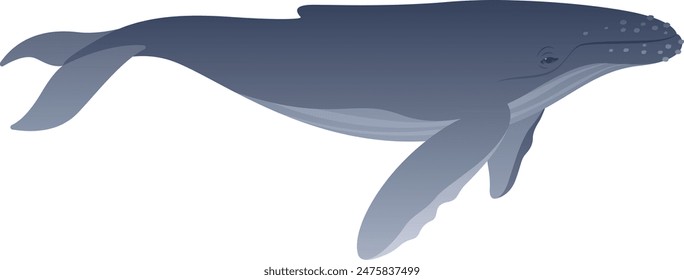 Realistic color vector illustration of humpback whale. Marine carnivorous mammal isolated on white background. Animal graphic. Wild ocean life of the world.