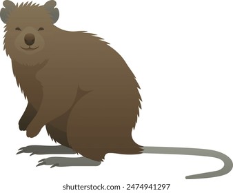 Realistic color vector illustration of quokka. Wild animal graphic. Herbivorous marsupials mammal isolated on white background. Wildlife of Australia.