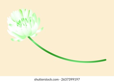 Realistic color vector illustration of single white clover flower with stem