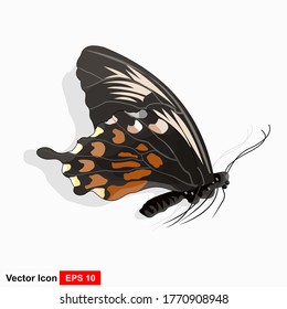 Realistic colored butterflies are isolated for spring against a white background. Editable vector illustration.