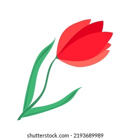 Realistic colored tulip flower. Red bud with leaves. Vector illustration isolated on white background