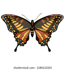 Realistic Colorful Butterfly Vector Illustration