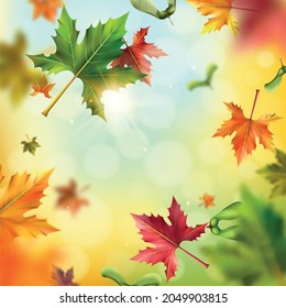 Realistic colorful maple leaves and seeds falling on blurred background vector illustration