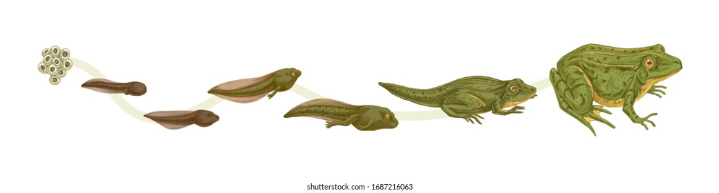 Realistic colorful stages of frogs life cycle isolated on white background. Set of frog metamorphosis colored vector graphic illustration. Reproduce transformation process of amphibian