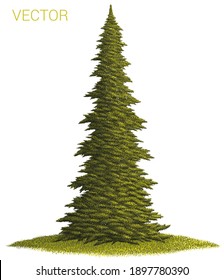 
Realistic colorful vector painting of an adult fir tree isolated on a white background