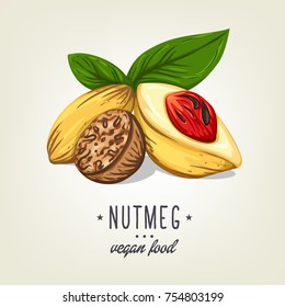 Realistic colour nutmeg with leaves and seeds. Vector icon of nuts isolated on background. Drawn vegan plant good for recipe book, booklet, card, menu or banner design.