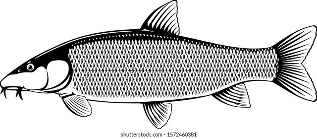 Realistic common barbel fish isolated illustration, one freshwater fish on side view