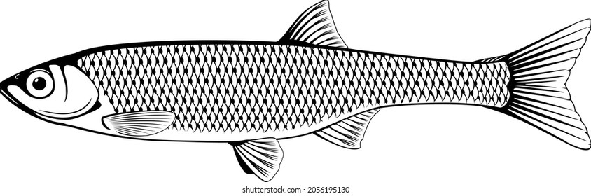 1,278 Bleak fish Images, Stock Photos & Vectors | Shutterstock