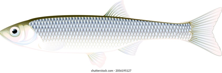 Realistic common bleak fish isolated illustration, one freshwater fish on side view