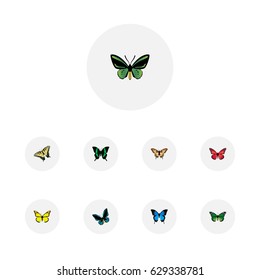 Realistic Common Blue, Birdwing, Archippus And Other Vector Elements. Set Of Beautiful Realistic Symbols Also Includes Tiger, Yellow, Pink Objects.