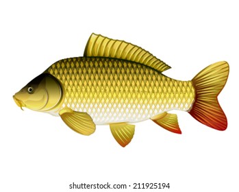 Realistic common carp, eps10 illustration with transparent objects and mask opasity, isolated