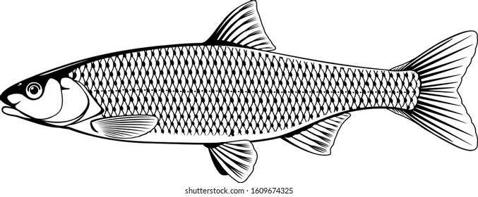 Woodcut Illustration Rainbow Trout Stock Vector (Royalty Free) 1744747265