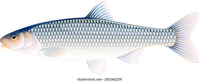 Realistic common dace fish isolated illustration, one freshwater fish on side view