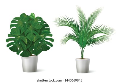 Realistic composition with two potted tropical plants with big leaves isolated on white background vector illustration