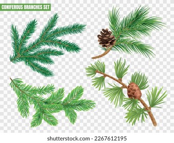 Realistic coniferous branches set with fir tree pin larch spruce isolated on transparent background vector illustration