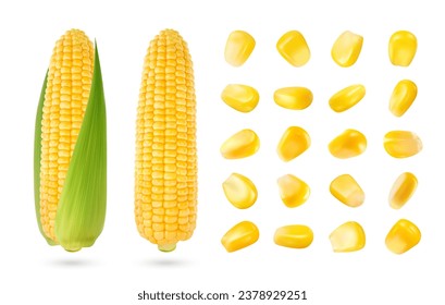 Realistic corn cob and grain seeds. Isolated 3d vector yellow, ripe, raw maize corncob with green leaves. Nutritious cylindrical core of farm plant, filled with rows of sweet and juicy kernels