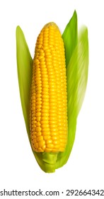 Realistic corn ear isolated on white. Vector illustration