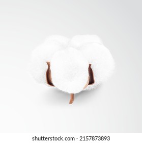 Realistic cotton boll on grey background. Vector illustration. Great for different backgrounds.	